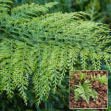 Asplenium Hen And Chicken Fern Pplasphch - Garden Express Australia