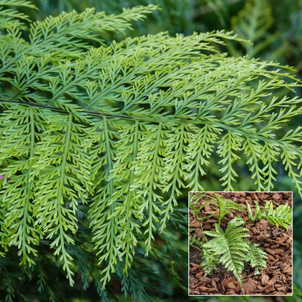 Asplenium Hen And Chickens Fern