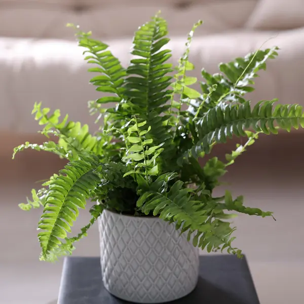 Boston Fern Boston Fern