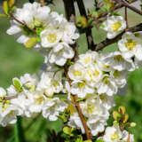 Chaenomeles Nivalis Chaenomeles Nivalis