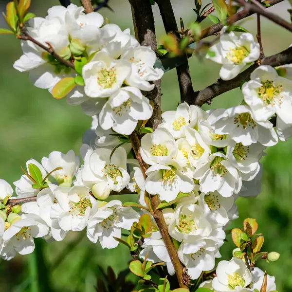 Chaenomeles Nivalis Chaenomeles Nivalis
