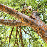Chinese Elm Pplchielm - Garden Express Australia