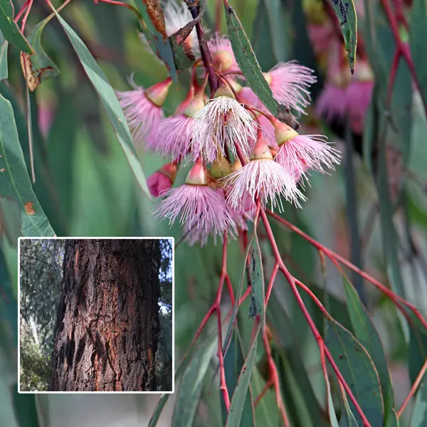 Eucalyptus Sideroxylon Rosea Eucalyptus Sideroxylon Rosea