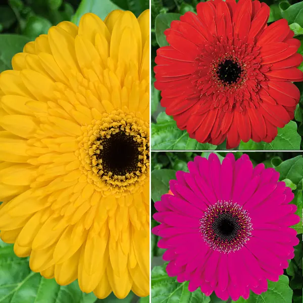 Gerbera Bold Collection Gerbera Bold Collection