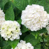 Hydrangea Tea Time White Pplhydttwh - Garden Express Australia