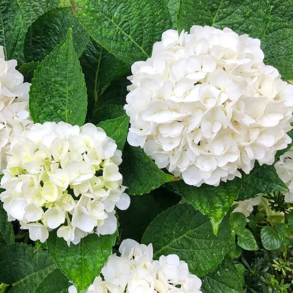 Hydrangea Tea Time White Hydrangea Tea Time White