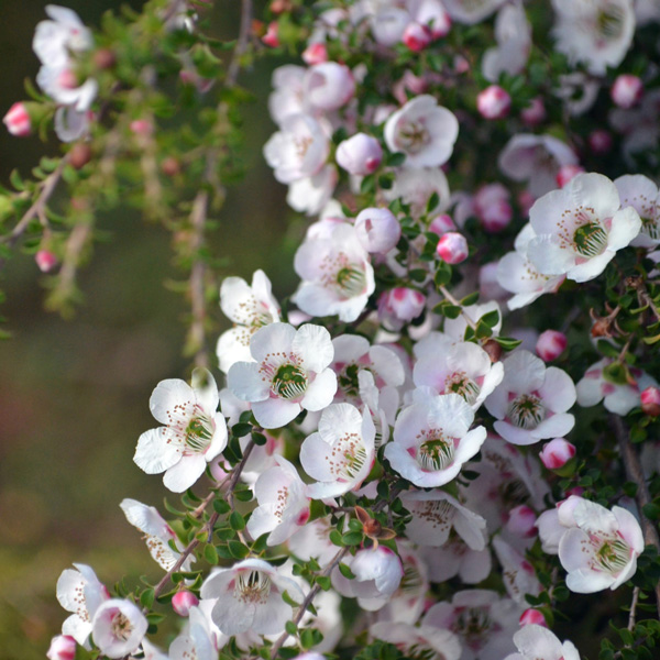Leptospermum Pink Cascade Leptospermum Pink Cascade