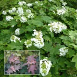 Oak Leaf Hydrangea Pplhydoak - Garden Express Australia