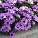 Osteospermum Serenity Pink Osteospermum Serenity Pink