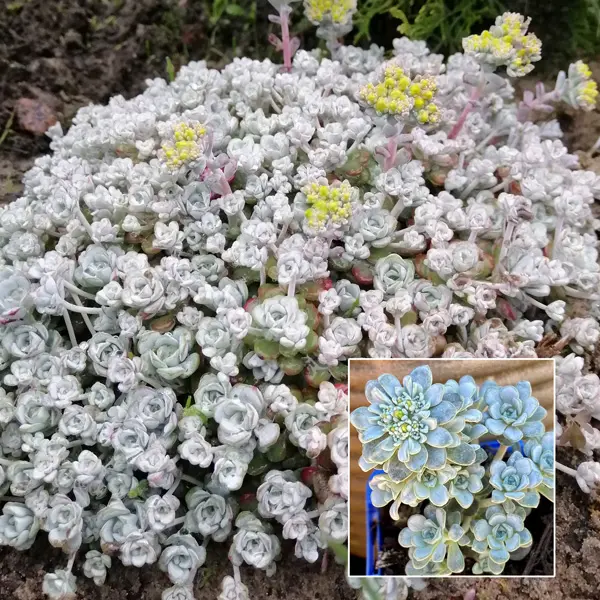 Sedum Cape Blanco Sedum Cape Blanco
