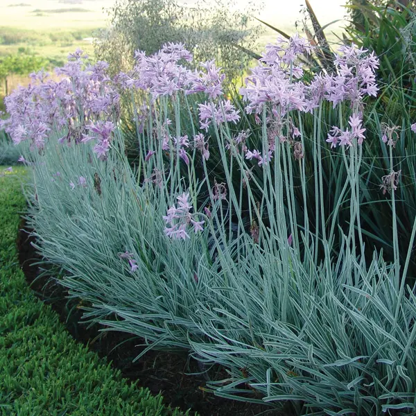Tulbaghia Variegated Society Garlic Tulbaghia Variegated Society Garlic