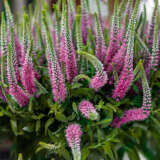 Veronica Skyler Pinkpplverspi - Garden Express Australia
