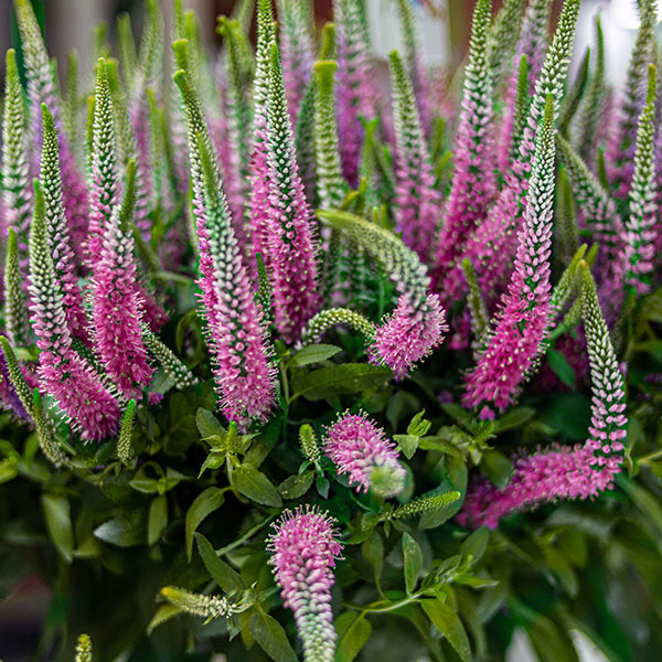 Veronica Skyler Pink Veronica Skyler Pink