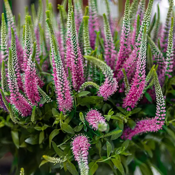 Veronica Skyler Pink Veronica Skyler Pink