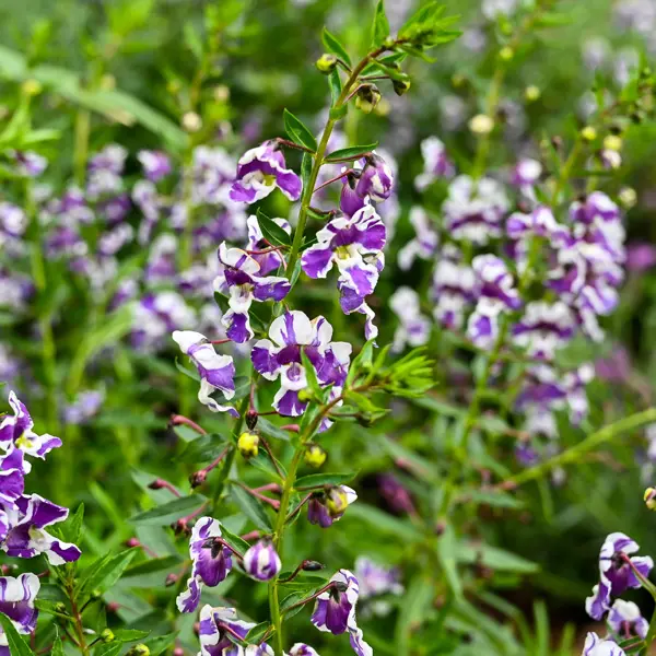 Angelonia Angelos Bicolour