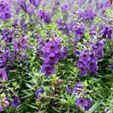 Angelonia Angelos Blue Pplangabl - Garden Express Australia