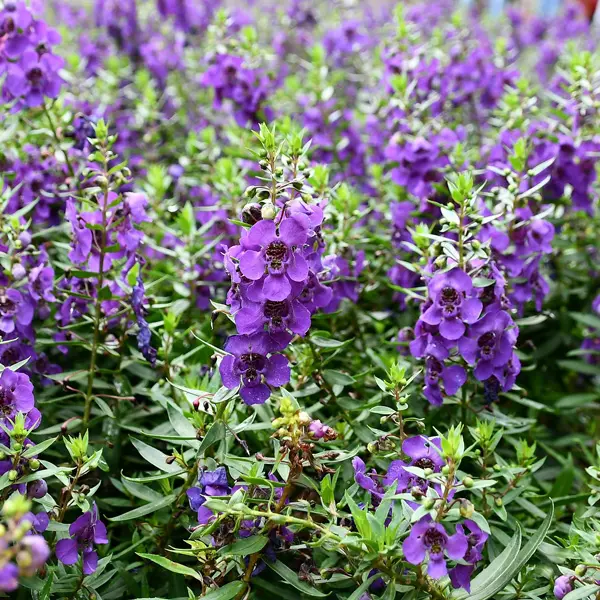 Angelonia Angelos Blue Angelonia Angelos Blue