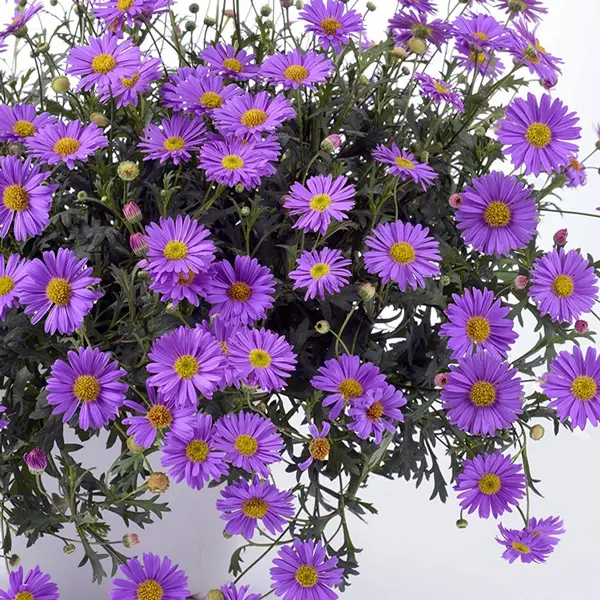 Brachyscome Fresco Purple Brachyscome Fresco Purple