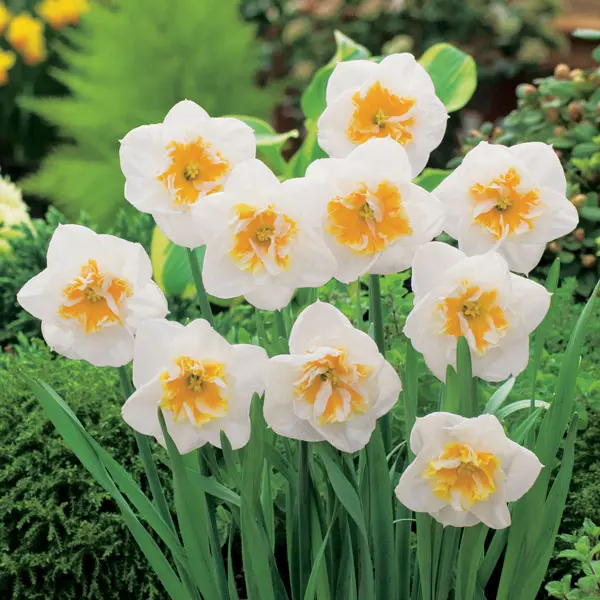 Daffodil Dolly Mollinger Daffodil Dolly Mollinger