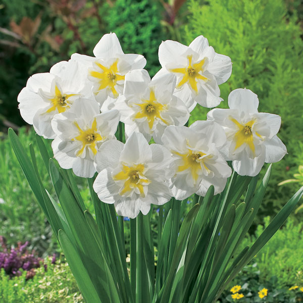 Daffodil Lemon Beauty Daffodil Lemon Beauty