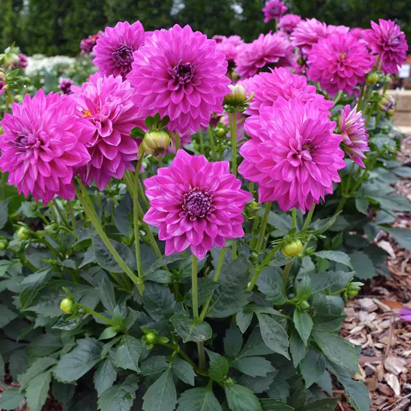 Dahlia Dalina Cadena Dahlia Dalina Cadena