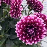 Dahlia Dalina Cancun Ppldahdcc - Garden Express Australia