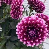Dahlia Dalina Cancun Ppldahdcc - Garden Express Australia