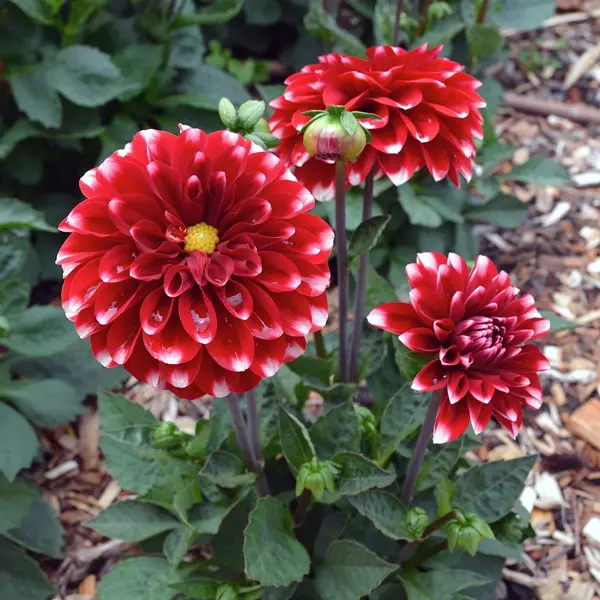 Dahlia Dalina Merida