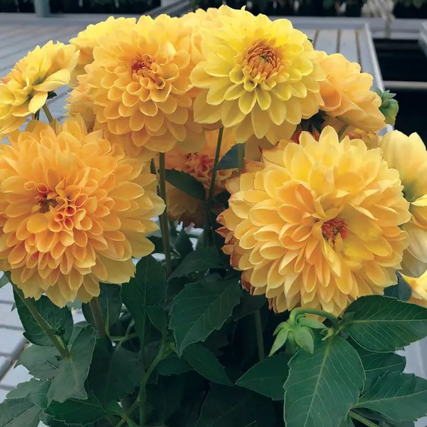 Dahlia Dalina Romero Dahlia Dalina Romero