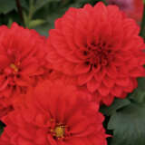 Dahlia Dalina Topia Ppldahdtp - Garden Express Australia