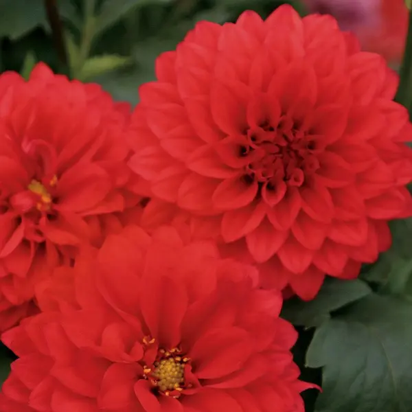 Dahlia Dalina Topia Dahlia Dalina Topia