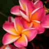 A Flourish of Frangipanis – Types of Frangipanis Frangipani Kimo Pplfrakim - Garden Express Australia