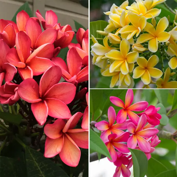 Frangipani Summer Collection 2 Frangipani Summer Collection 2