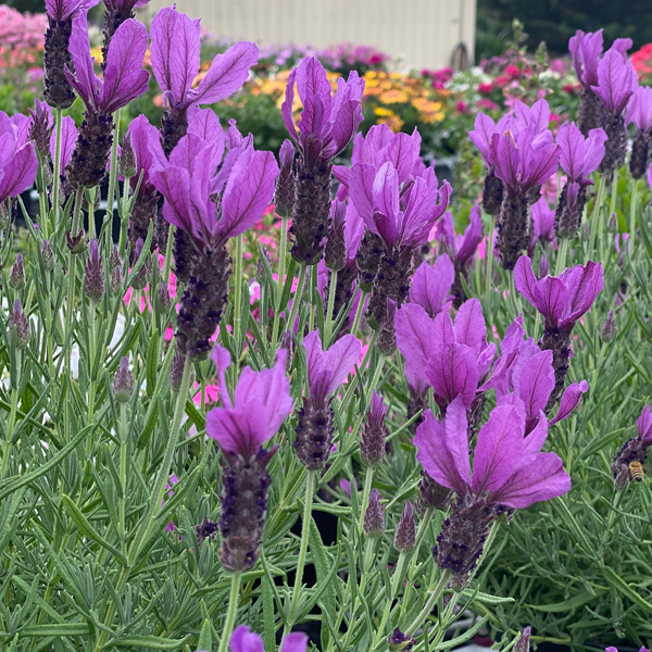 Lavender Javelin Deep Purple Lavender Javelin Deep Purple