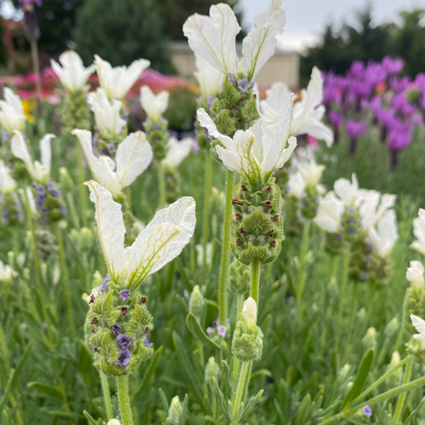 Lavender Javelin Forte White Lavender Javelin Forte White