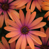 Osteospermum Serenity Bronze Osteospermum Serenity Bronze