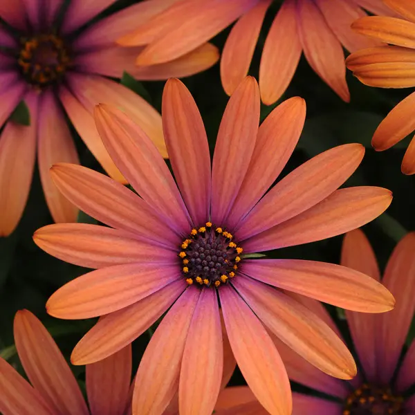 Osteospermum Serenity Bronze Osteospermum Serenity Bronze