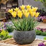 Tulip Batalinii Honky Tonk Pktulbht - Garden Express Australia
