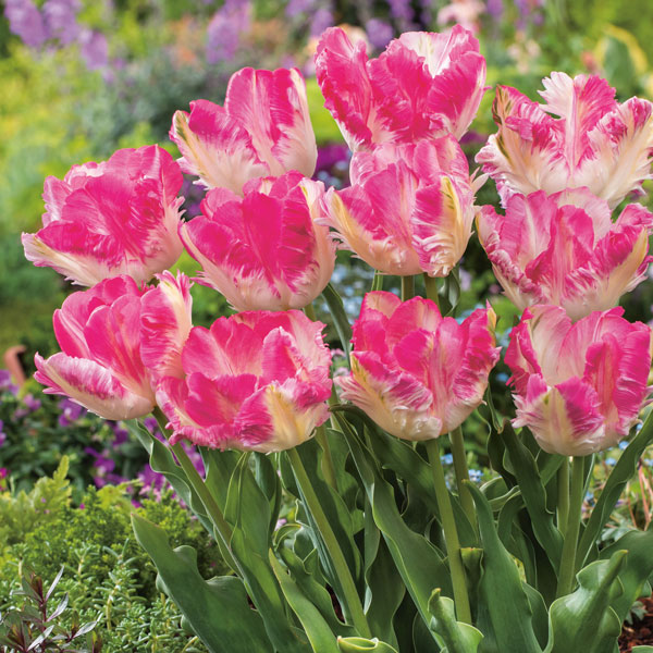 Choosing The Right Tulips For Pots Choosing The Right Tulips For Pots
