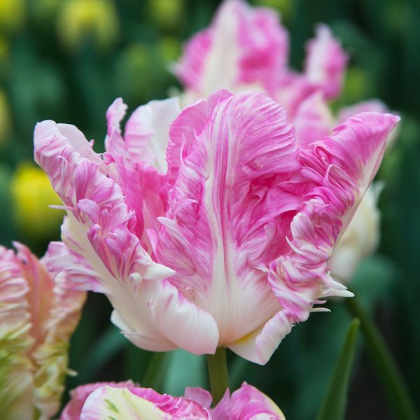 Tulip Cabanna Tulip Cabanna