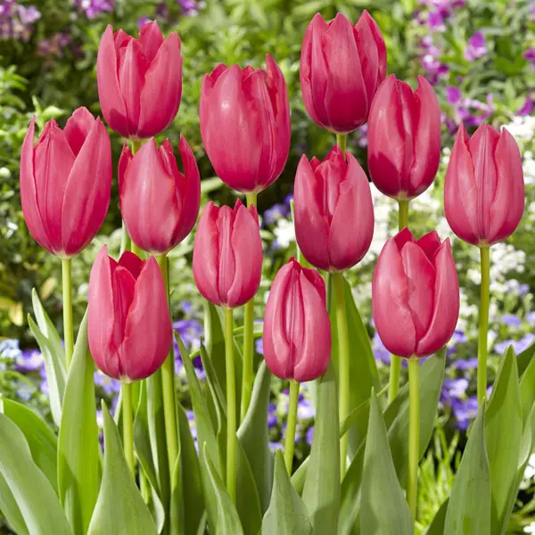 Tulip Yosemite Tulip Yosemite