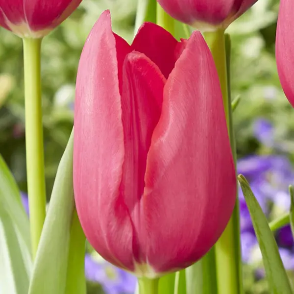 Tulip Yosemite Tulip Yosemite