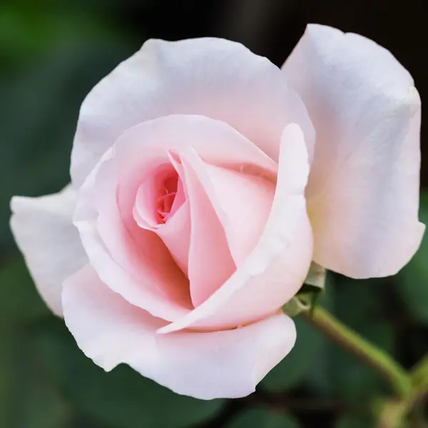 Rose Flamingo