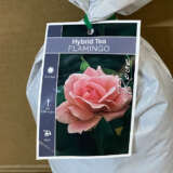 Rose Flamingo Rose Flamingo