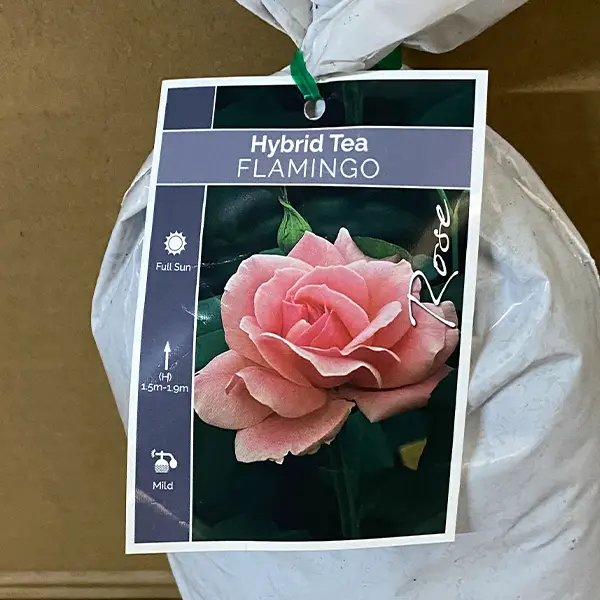 Rose Flamingo