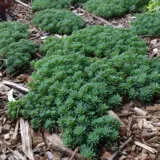 Sedums