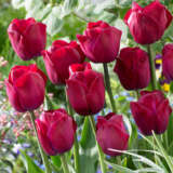 Tulip Attila Graffiti Tulip Attila Graffiti