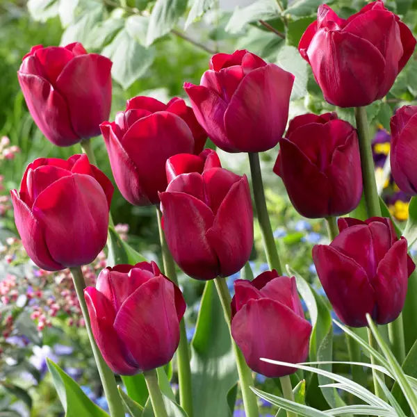 Tulip Attila Graffiti Tulip Attila Graffiti