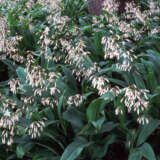 Arthropodium Te Puna Pplarttpu - Garden Express Australia