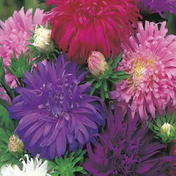 Seed – Aster Californian Giant Seed – Aster Californian Giant